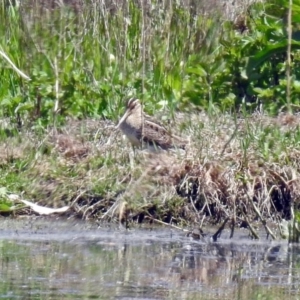 Gallinago hardwickii at Fyshwick, ACT - 4 Nov 2018