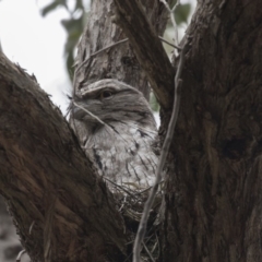 Podargus strigoides at Acton, ACT - 5 Nov 2018 12:38 PM