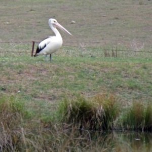 Pelecanus conspicillatus at Hume, ACT - 5 Nov 2018 11:12 AM