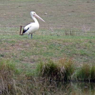 Pelecanus conspicillatus (Australian Pelican) at Hume, ACT - 5 Nov 2018 by RodDeb