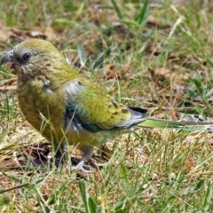 Psephotus haematonotus (Red-rumped Parrot) at Jerrabomberra Wetlands - 4 Nov 2018 by RodDeb