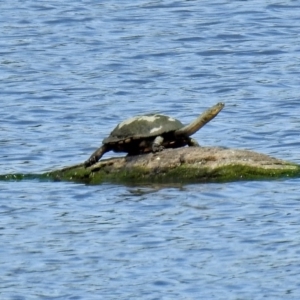 Chelodina longicollis at Fyshwick, ACT - 4 Nov 2018 11:40 AM