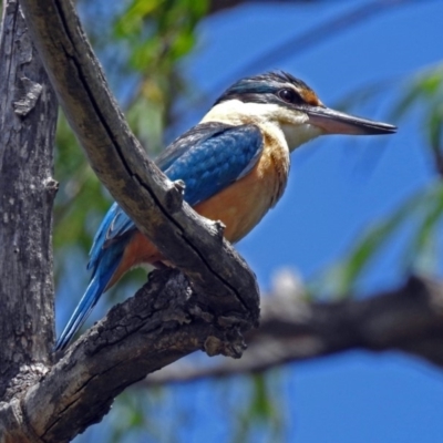 Todiramphus sanctus (Sacred Kingfisher) at Fyshwick, ACT - 4 Nov 2018 by RodDeb