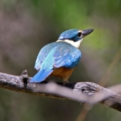 Todiramphus sanctus at Fyshwick, ACT - 4 Nov 2018