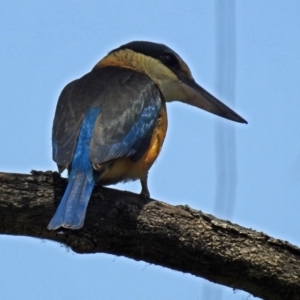 Todiramphus sanctus at Fyshwick, ACT - 4 Nov 2018