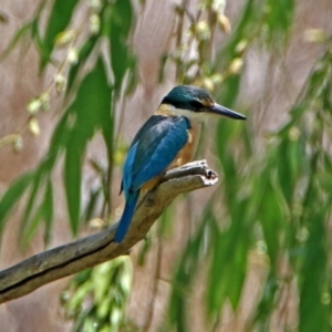 Todiramphus sanctus at Fyshwick, ACT - 4 Nov 2018