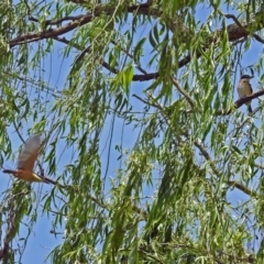 Todiramphus sanctus at Fyshwick, ACT - 4 Nov 2018