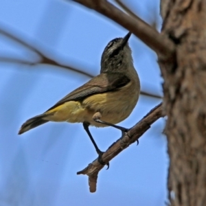 Acanthiza chrysorrhoa at Fyshwick, ACT - 4 Nov 2018