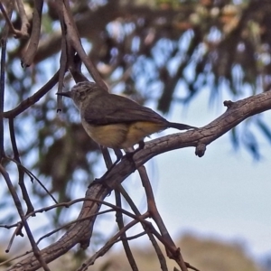 Acanthiza chrysorrhoa at Fyshwick, ACT - 4 Nov 2018