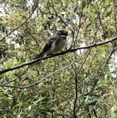 Rhipidura albiscapa (Grey Fantail) at Paddys River, ACT - 5 Nov 2018 by RichForshaw