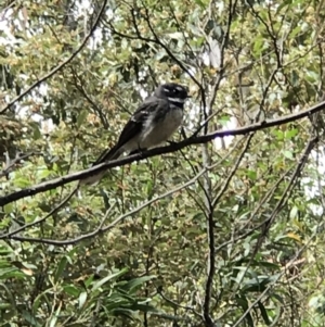 Rhipidura albiscapa at Paddys River, ACT - 5 Nov 2018