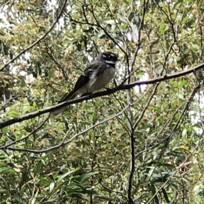 Rhipidura albiscapa (Grey Fantail) at Paddys River, ACT - 5 Nov 2018 by RichForshaw