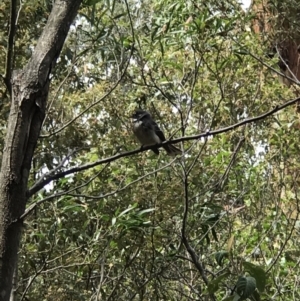 Rhipidura albiscapa at Paddys River, ACT - 5 Nov 2018