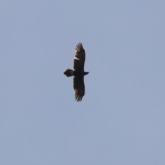 Aquila audax (Wedge-tailed Eagle) at Fyshwick, ACT - 4 Nov 2018 by RodDeb