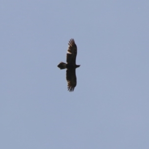 Aquila audax at Fyshwick, ACT - 4 Nov 2018 11:52 AM