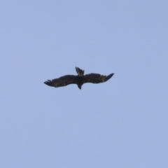 Aquila audax at Fyshwick, ACT - 4 Nov 2018 11:52 AM