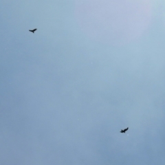 Aquila audax at Fyshwick, ACT - 4 Nov 2018 11:52 AM