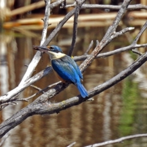 Todiramphus sanctus at Fyshwick, ACT - 4 Nov 2018