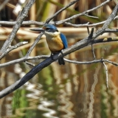 Todiramphus sanctus at Fyshwick, ACT - 4 Nov 2018