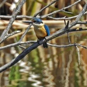 Todiramphus sanctus at Fyshwick, ACT - 4 Nov 2018