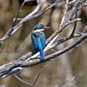 Todiramphus sanctus at Fyshwick, ACT - 4 Nov 2018