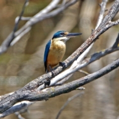 Todiramphus sanctus at Fyshwick, ACT - 4 Nov 2018