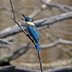 Todiramphus sanctus at Fyshwick, ACT - 4 Nov 2018