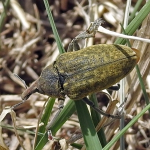 Larinus latus at Fyshwick, ACT - 4 Nov 2018