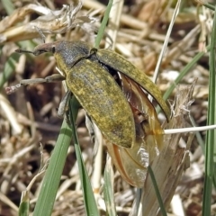 Larinus latus at Fyshwick, ACT - 4 Nov 2018