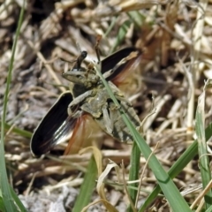 Larinus latus at Fyshwick, ACT - 4 Nov 2018