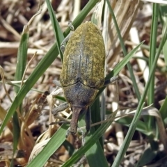 Larinus latus at Fyshwick, ACT - 4 Nov 2018