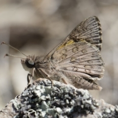 Trapezites phigalioides (Montane Ochre) at Michelago, NSW - 3 Nov 2018 by Illilanga