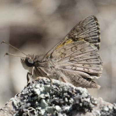 Trapezites phigalioides (Montane Ochre) at Michelago, NSW - 3 Nov 2018 by Illilanga