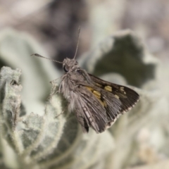 Trapezites phigalioides at Michelago, NSW - 3 Nov 2018