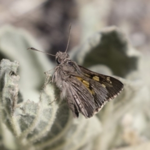 Trapezites phigalioides at Michelago, NSW - 3 Nov 2018 10:18 AM