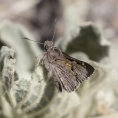 Trapezites phigalioides at Michelago, NSW - 3 Nov 2018