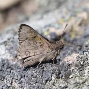 Trapezites phigalioides at Michelago, NSW - 3 Nov 2018 10:18 AM