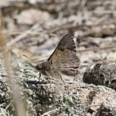 Trapezites phigalioides at Michelago, NSW - 3 Nov 2018 10:18 AM