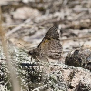 Trapezites phigalioides at Michelago, NSW - 3 Nov 2018