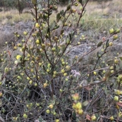 Hibbertia obtusifolia (Grey Guinea-flower) at Cooleman Ridge - 2 Nov 2018 by Nat