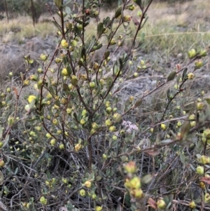 Hibbertia obtusifolia at Chapman, ACT - 2 Nov 2018
