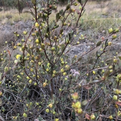 Hibbertia obtusifolia (Grey Guinea-flower) at Cooleman Ridge - 2 Nov 2018 by Nat