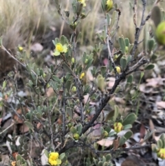 Hibbertia obtusifolia at Chapman, ACT - 2 Nov 2018 07:27 PM