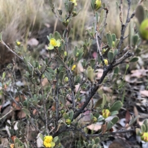 Hibbertia obtusifolia at Chapman, ACT - 2 Nov 2018