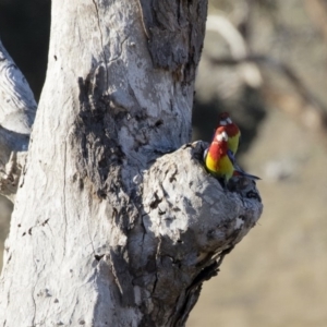 Platycercus eximius at Michelago, NSW - 20 Sep 2018 04:40 PM