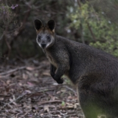 Wallabia bicolor (Swamp Wallaby) at Acton, ACT - 4 Nov 2018 by Alison Milton