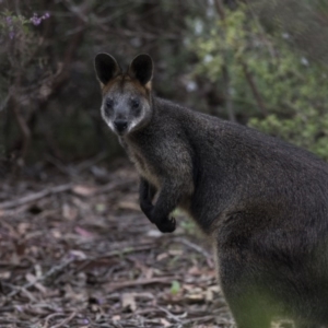 Wallabia bicolor at Acton, ACT - 5 Nov 2018 08:33 AM