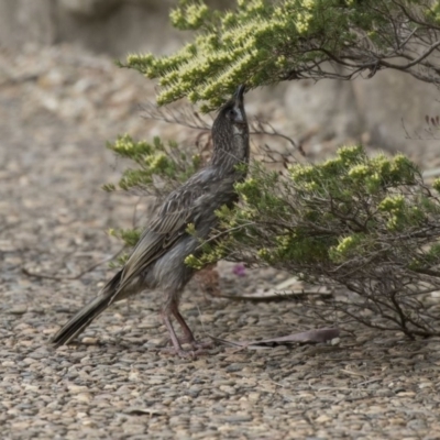 Anthochaera carunculata (Red Wattlebird) at Acton, ACT - 5 Nov 2018 by AlisonMilton