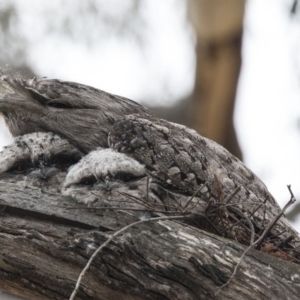 Podargus strigoides at Acton, ACT - 5 Nov 2018