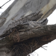 Podargus strigoides at Acton, ACT - 5 Nov 2018